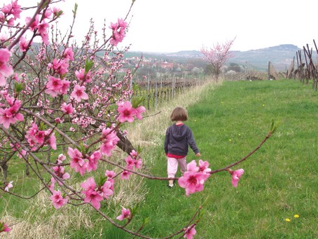 Prunier rose d'alsace près de Flexbourg